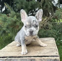 Nova, a female French Bulldog for sale in Fort Wayne, IN – 1 of 7