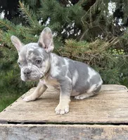 Nova, a female French Bulldog for sale in Fort Wayne, IN – 7 of 7