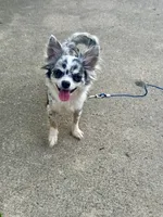 Star, a female Chihuahua for sale in Fort Wayne, IN – 3 of 3