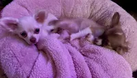 Anna, a female Chihuahua for sale in Fort Wayne, IN – 2 of 2