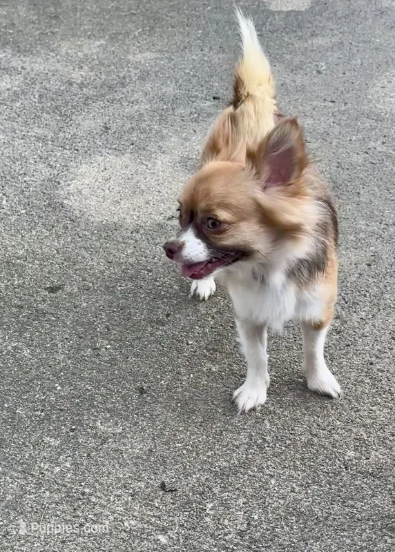 Anna – Chihuahua puppy for sale in Fort Wayne, IN