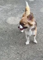 Anna, a female Chihuahua for sale in Fort Wayne, IN – 1 of 2