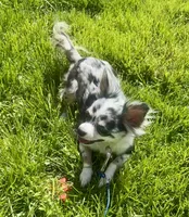 Star, a female Chihuahua for sale in Fort Wayne, IN – 2 of 3