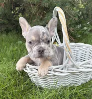 Nova, a female French Bulldog for sale in Fort Wayne, IN – 5 of 7