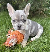 Nova, a female French Bulldog for sale in Fort Wayne, IN – 3 of 7