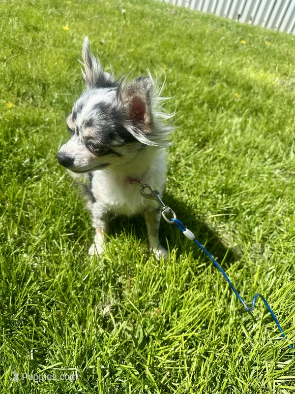 Star – Chihuahua puppy for sale in Fort Wayne, IN