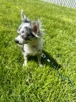 Star, a female Chihuahua for sale in Fort Wayne, IN – 1 of 3