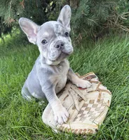 Nova, a female French Bulldog for sale in Fort Wayne, IN – 6 of 7