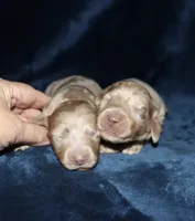 Corabeth LH Isabella dapple, a female Miniature Dachshund for sale in Lovely, KY – 2 of 9