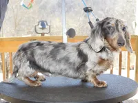 Kanishka (longhaired) isabella, a female Miniature Dachshund for sale in Lovely, KY – 9 of 10