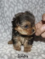 Tiny Sondra, a female Yorkshire Terrier for sale in Lovely, KY – 5 of 8