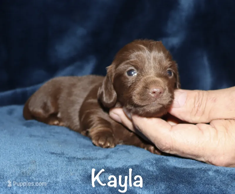 Kayla (LH) – Miniature Dachshund puppy for sale in Lovely, KY