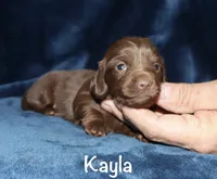 Kayla (LH), a female Miniature Dachshund for sale in Lovely, KY – 1 of 6