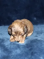 Skeeter (Long haired), a male Miniature Dachshund for sale in Lovely, KY – Photo 5 of 7
