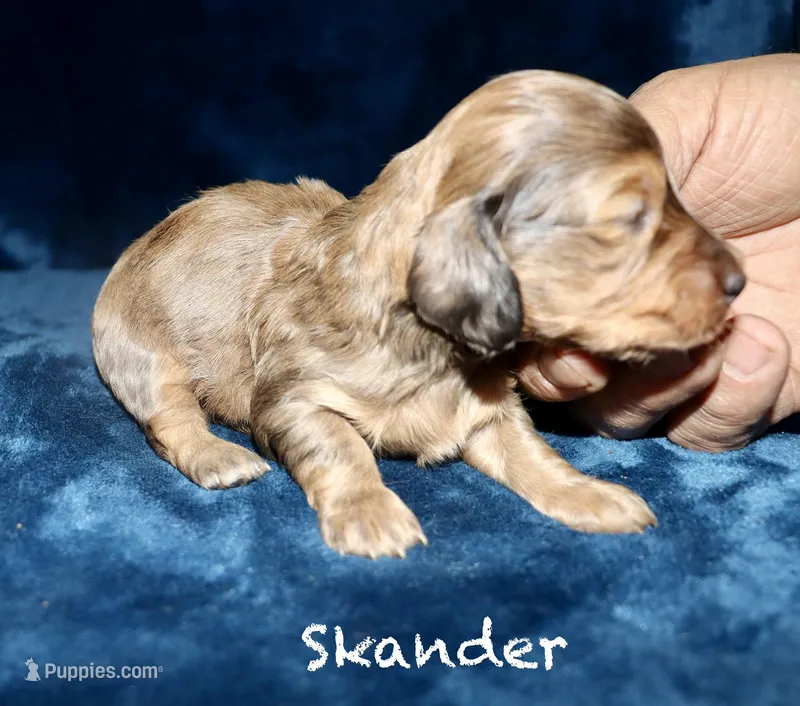 Skander – Miniature Dachshund puppy for sale in Lovely, KY