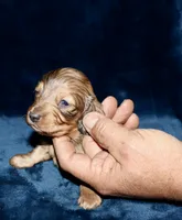 Skeeter (Long haired), a male Miniature Dachshund for sale in Lovely, KY – Photo 6 of 7