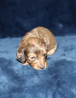 Skeeter (Long haired), a male Miniature Dachshund for sale in Lovely, KY – Photo 3 of 7