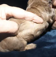 Skander, a male Miniature Dachshund for sale in Lovely, KY – Photo 4 of 6