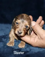 Skeeter (Long haired), a male Miniature Dachshund for sale in Lovely, KY – Photo 1 of 7