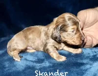 Skander, a male Miniature Dachshund for sale in Lovely, KY – Photo 3 of 6
