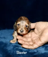 Skeeter (Long haired), a male Miniature Dachshund for sale in Lovely, KY – Photo 4 of 7