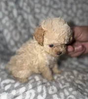Tiny Darla, a female Poodle - Toy  for sale in Lovely, KY – 10 of 10