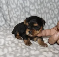 Sunny -, a male Yorkshire Terrier for sale in Lovely, KY – 4 of 4