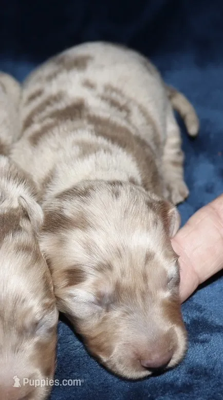 Corabeth LH Isabella dapple – Miniature Dachshund puppy for sale in Lovely, KY