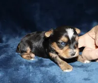 Allen, a male Yorkshire Terrier for sale in Lovely, KY – 6 of 6