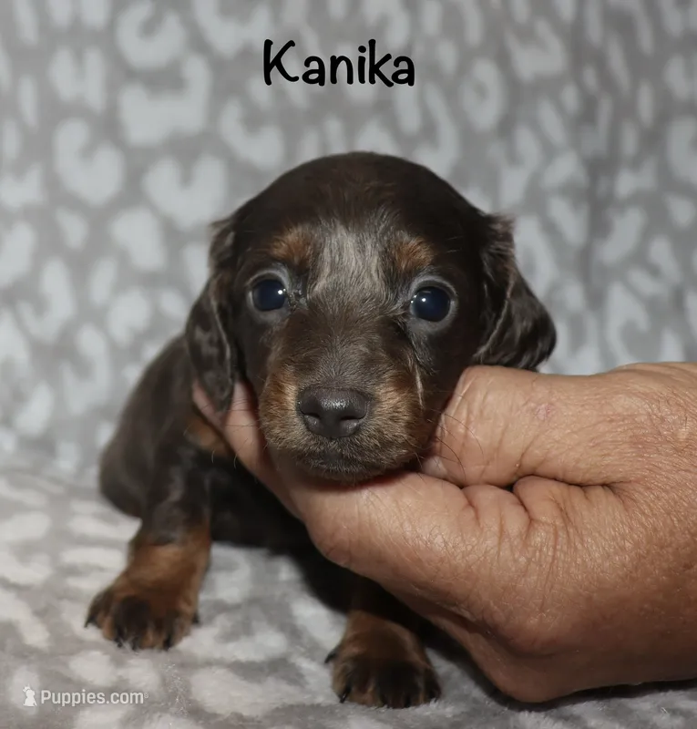 Kanika (Longhaired) blue – Miniature Dachshund puppy for sale in Lovely, KY