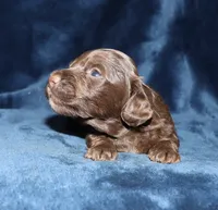 Kayne (LH), a male Miniature Dachshund for sale in Lovely, KY – 7 of 7