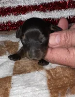 Kelly (longhaired), a female Miniature Dachshund for sale in Lovely, KY – 7 of 8
