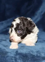 Doodle, a male Poodle - Toy  for sale in Lovely, KY – 4 of 5