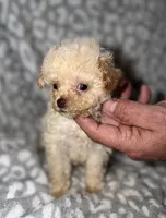 Tiny Darla, a female Poodle - Toy  for sale in Lovely, KY – 6 of 10