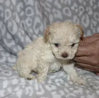 Casper tiny male 4 lbs, a male Poodle - Toy  for sale in Lovely, KY – 8 of 9