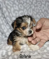 Tiny Solana - Parti factor, a female Yorkshire Terrier for sale in Lovely, KY – 1 of 9