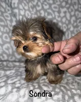 Tiny Sondra- 3 lbs full grown, a female Yorkshire Terrier for sale in Lovely, KY – 2 of 4
