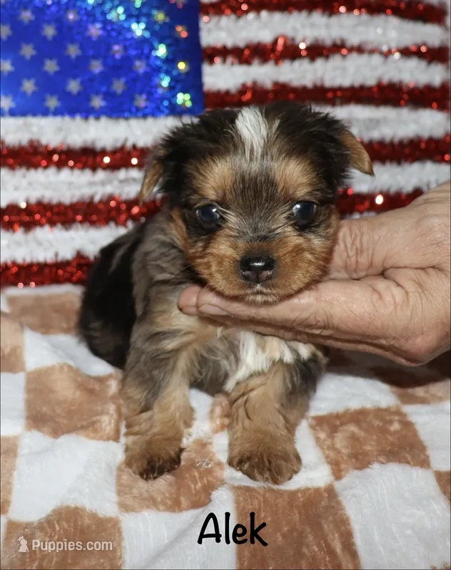 Alek. (Merle) – Yorkshire Terrier puppy for sale in Lovely, KY