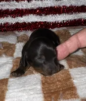 Kelly (longhaired), a female Miniature Dachshund for sale in Lovely, KY – 2 of 8