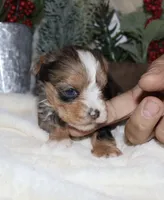 Ellie - merle, a female Yorkshire Terrier for sale in Lovely, KY – Photo 4 of 8