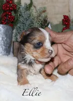 Ellie - merle, a female Yorkshire Terrier for sale in Lovely, KY – Photo 6 of 8