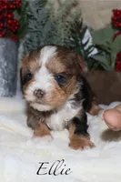 Ellie - merle, a female Yorkshire Terrier for sale in Lovely, KY – Photo 7 of 8