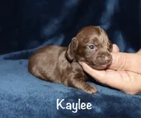 Kaylee (tiny LH), a female Miniature Dachshund for sale in Lovely, KY – 5 of 5