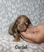 Cordell, a male Miniature Dachshund for sale in Lovely, KY – 6 of 8