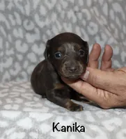 Kanika (Longhaired) blue, a female Miniature Dachshund for sale in Lovely, KY – 3 of 7