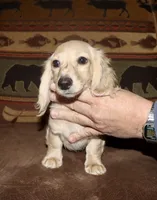 Gideon, a male Miniature Dachshund for sale in Lovely, KY – Photo 5 of 9