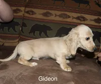 Gideon, a male Miniature Dachshund for sale in Lovely, KY – Photo 7 of 9