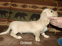 Gideon, a male Miniature Dachshund for sale in Lovely, KY – Photo 1 of 9