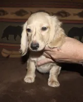 Gideon, a male Miniature Dachshund for sale in Lovely, KY – Photo 2 of 9