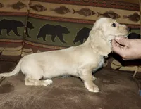 Gideon, a male Miniature Dachshund for sale in Lovely, KY – Photo 8 of 9